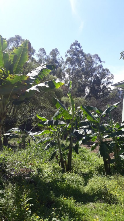 Area Rural